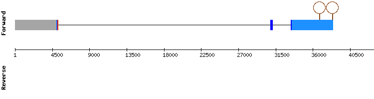 gene structure