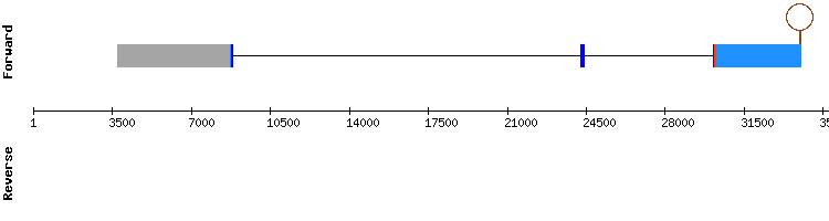 gene structure