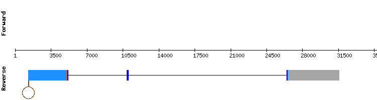 gene structure