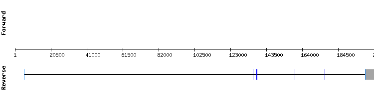 gene structure