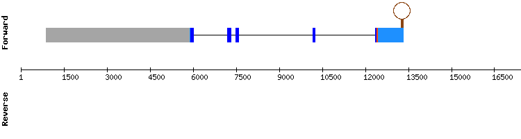 gene structure