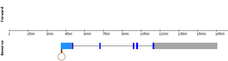 gene structure