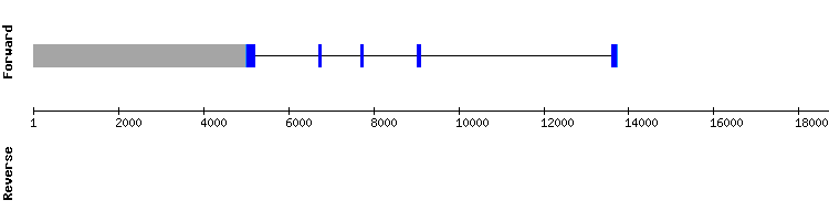 gene structure