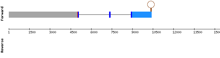 gene structure