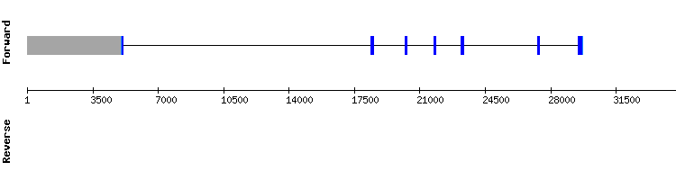 gene structure