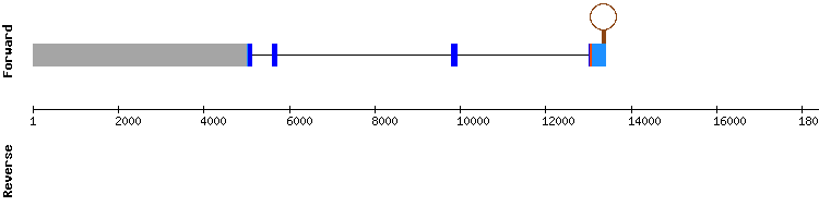 gene structure