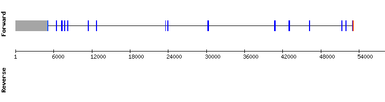 gene structure