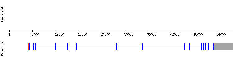 gene structure