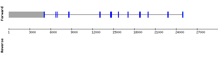 gene structure