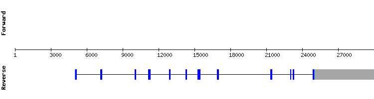 gene structure