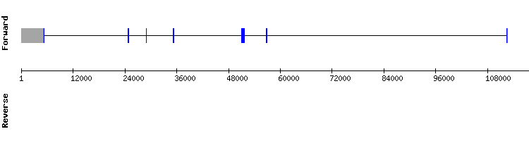 gene structure