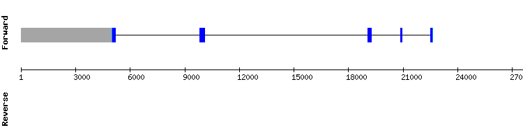gene structure