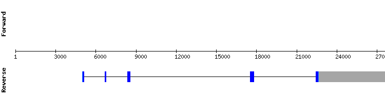 gene structure