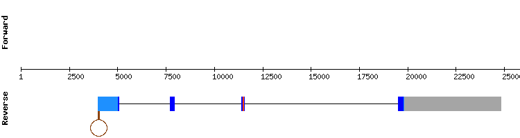 gene structure