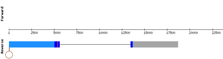 gene structure