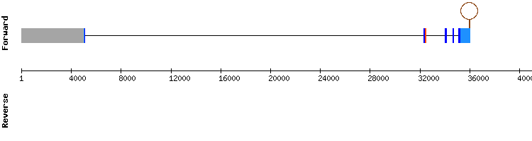 gene structure