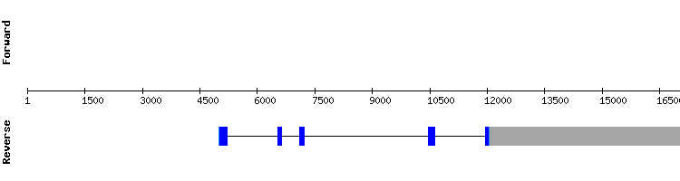 gene structure