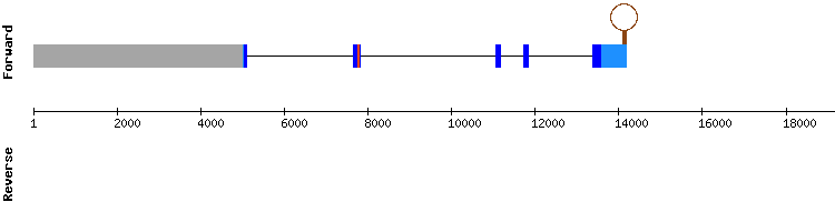 gene structure