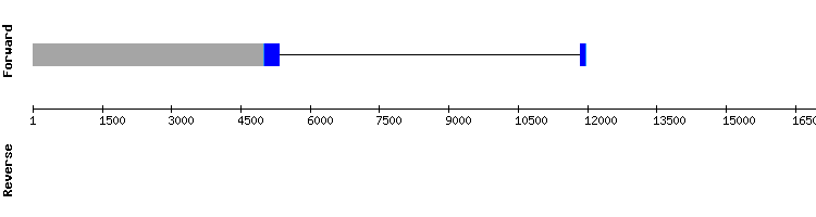 gene structure