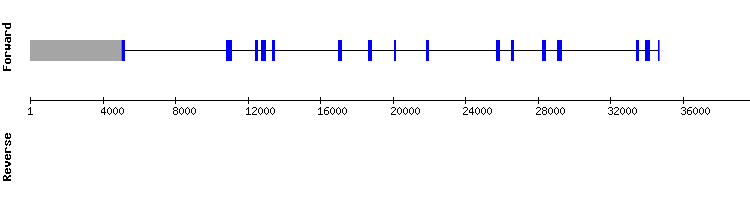 gene structure