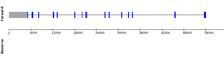 gene structure