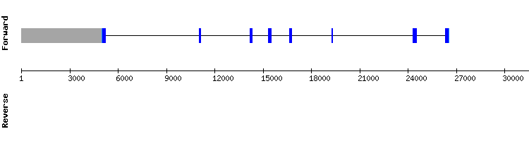 gene structure