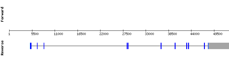 gene structure