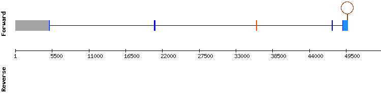 gene structure