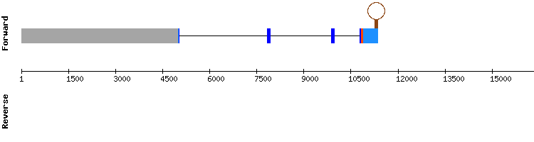 gene structure