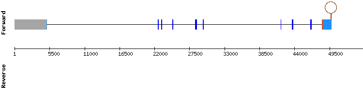 gene structure