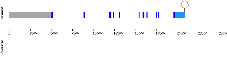 gene structure
