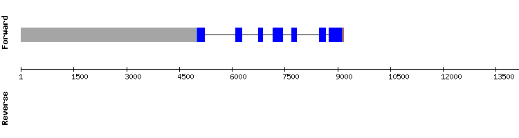 gene structure
