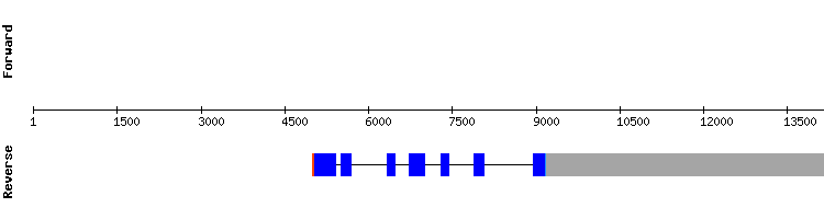 gene structure