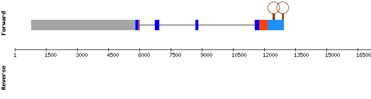 gene structure
