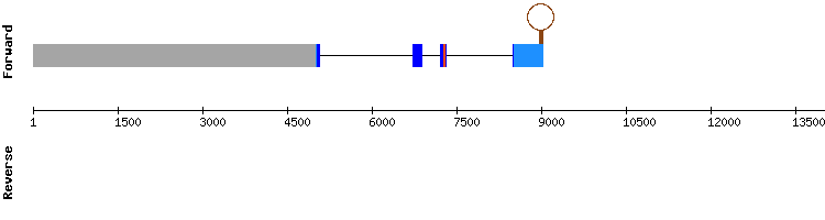 gene structure