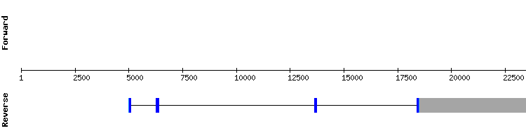 gene structure