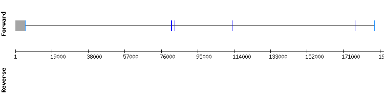 gene structure