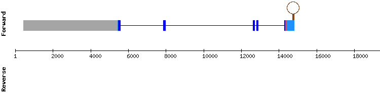 gene structure
