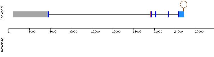gene structure