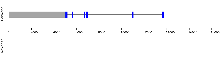 gene structure