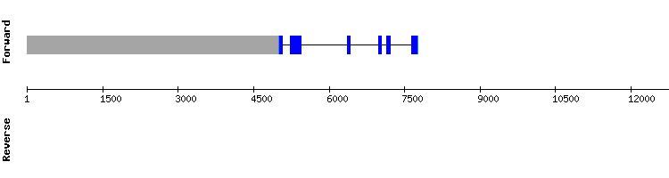gene structure