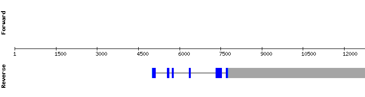 gene structure