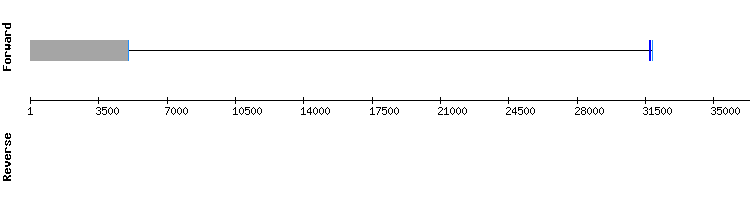 gene structure