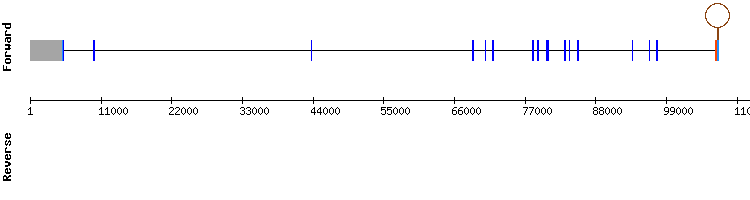 gene structure