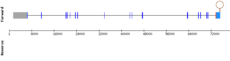 gene structure