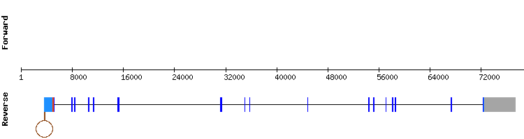 gene structure