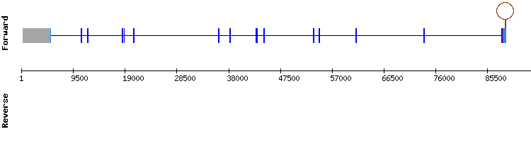 gene structure