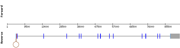 gene structure