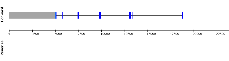 gene structure
