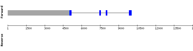 gene structure